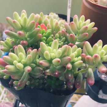 Photo by しおりさん