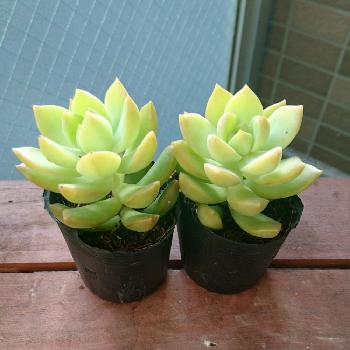 人気の多肉植物セダム属！厳選3種類｜?GreenSnap（グリーンスナップ）