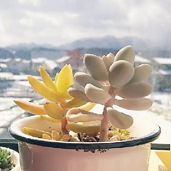 人気の多肉植物セダム属！厳選3種類｜?GreenSnap（グリーンスナップ）