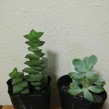 Photo by あすかさん