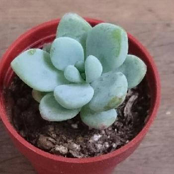 Photo by ぴよさん