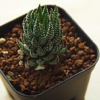 Photo by おはるはるさん