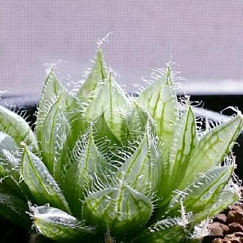 Photo by はなかさん