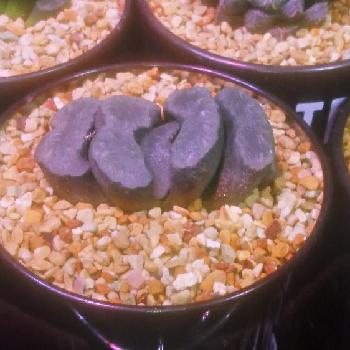 Photo by doctor徒長クララさん