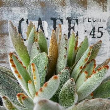 Photo by sweetbasketさん