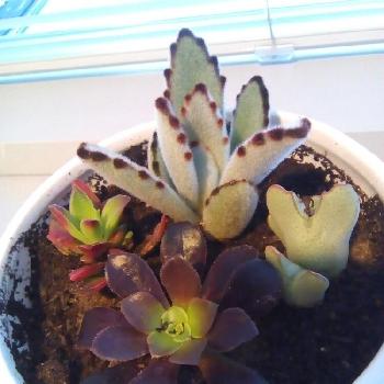 hoto by ionantaさん