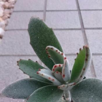 Photo by よこみさん