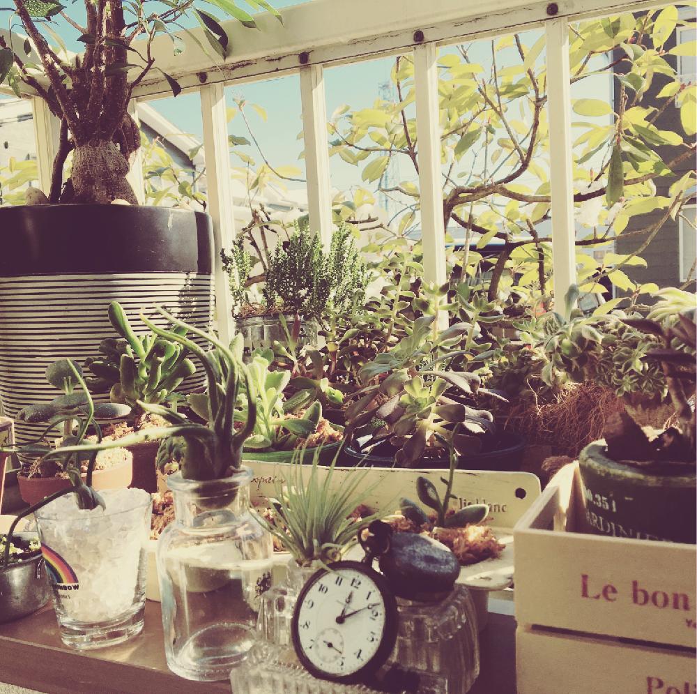 plants display