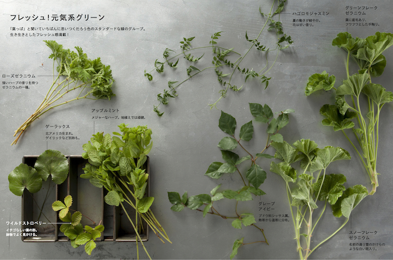 葉、いろいろ グループ図鑑 フレッシュ！元気系グリーン8選