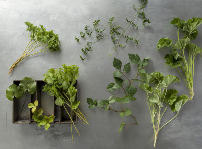 葉、いろいろ グループ図鑑 フレッシュ！元気系グリーン8選