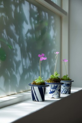 江戸時代の園芸鉢を、モダンインテリアにあわせてみた！｜?GreenSnap 