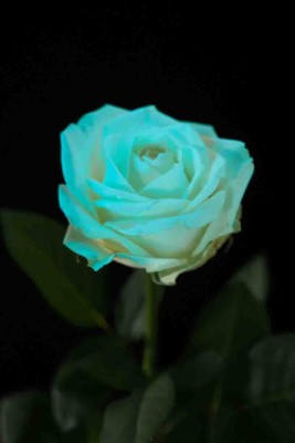 16f5furo0322_イルミネーションローズ（コラム用）-8992