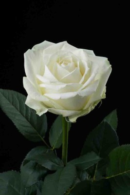 16f5furo0322_イルミネーションローズ（コラム用）-8990