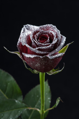 サムライ　銀ラメ-9516