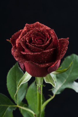 サムライ　赤ラメ-9488