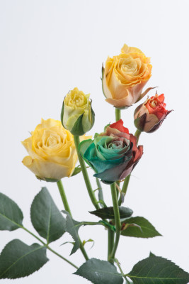 ビビアン染めレインボウルージュ-8709