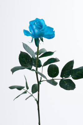 ベンデラ染めブルー-8740