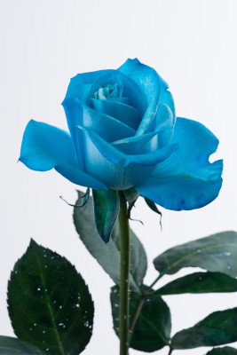 ベンデラ染めブルー-8728