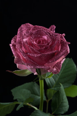 ピンクバラ　ピンクラメ-9502