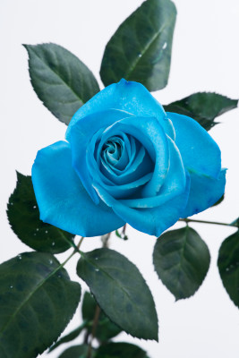 ベンデラ染めブルー-8734