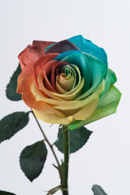 ベンデラ染めレインボー-8599