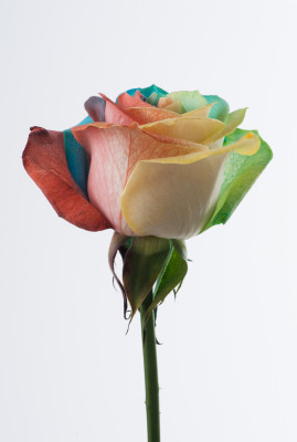 ベンデラ染めレインボー-8613