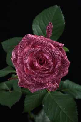 ピンクバラ　ピンクラメ-9505