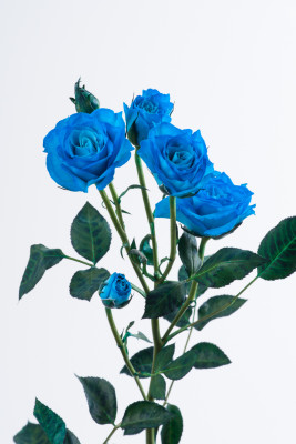 ビビアン染めブルー-8741