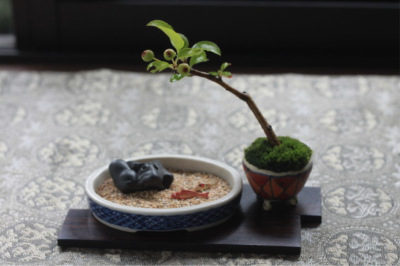 bonsai