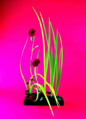 9(オクラレルカ)