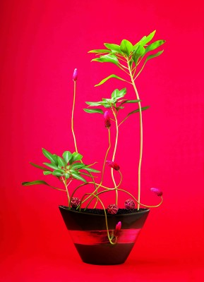 8(アルストロメリア) 2