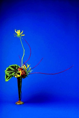 14(ベゴニア・レックス)