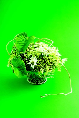 35(ハワイアンベビー)