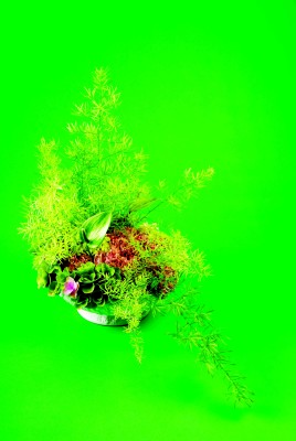 34(アスパラガス・メリー)