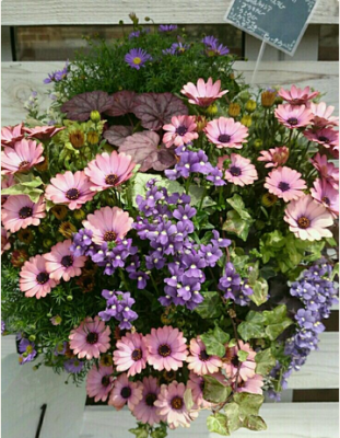 Photo by ●●さん@GreenSnap