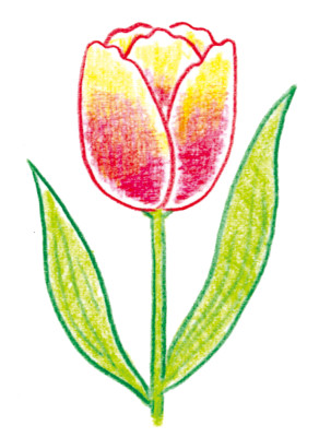 16チューリップ