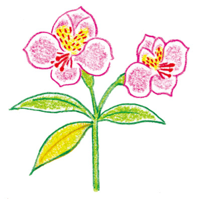 22アルストロメリア