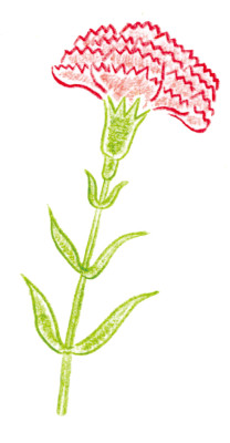 05カーネーション