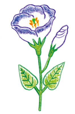 07トルコギキョウ