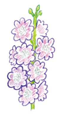 10デルフィニウム