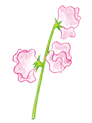 11スイートピー