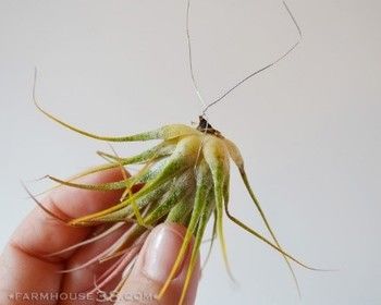 出典元：Pinterest