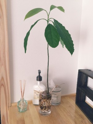 Photo by mg さん @GreenSnap