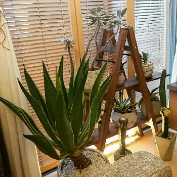 1460108181047_thum_1460108180612_thum_sample