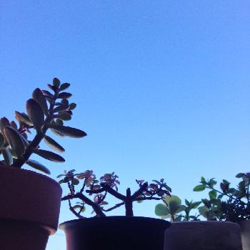 Photo by hittonさん@GreenSnap