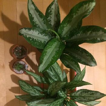 Photo by きの子さん@GreenSnap