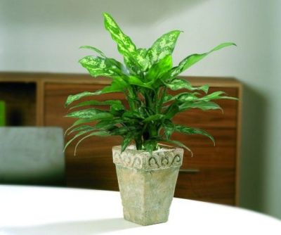 出典元：Pinterest 