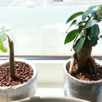 Photo by Kinoさん@GreenSnap