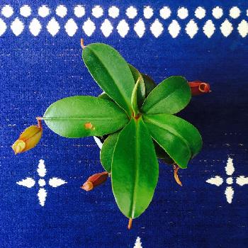 Photo by key4zoさん@GreenSnap