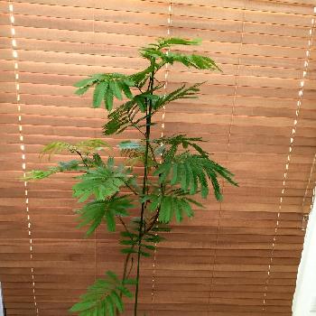 Photo by GREEN BIRDさん@GreenSnap